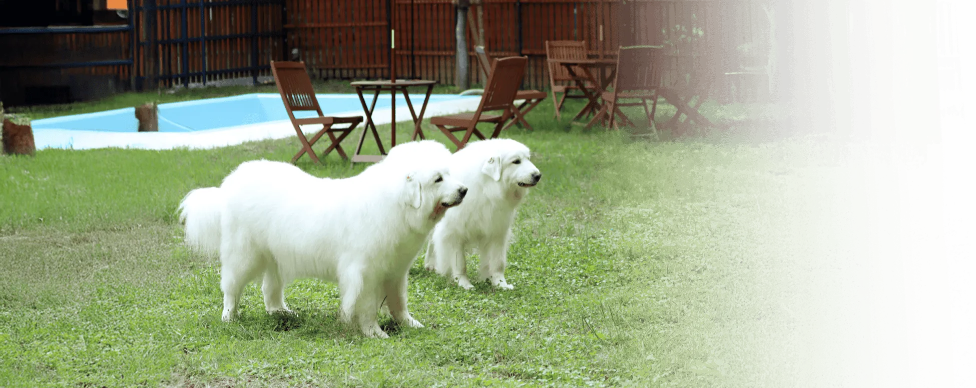 ドッグランで遊ぶワンちゃん