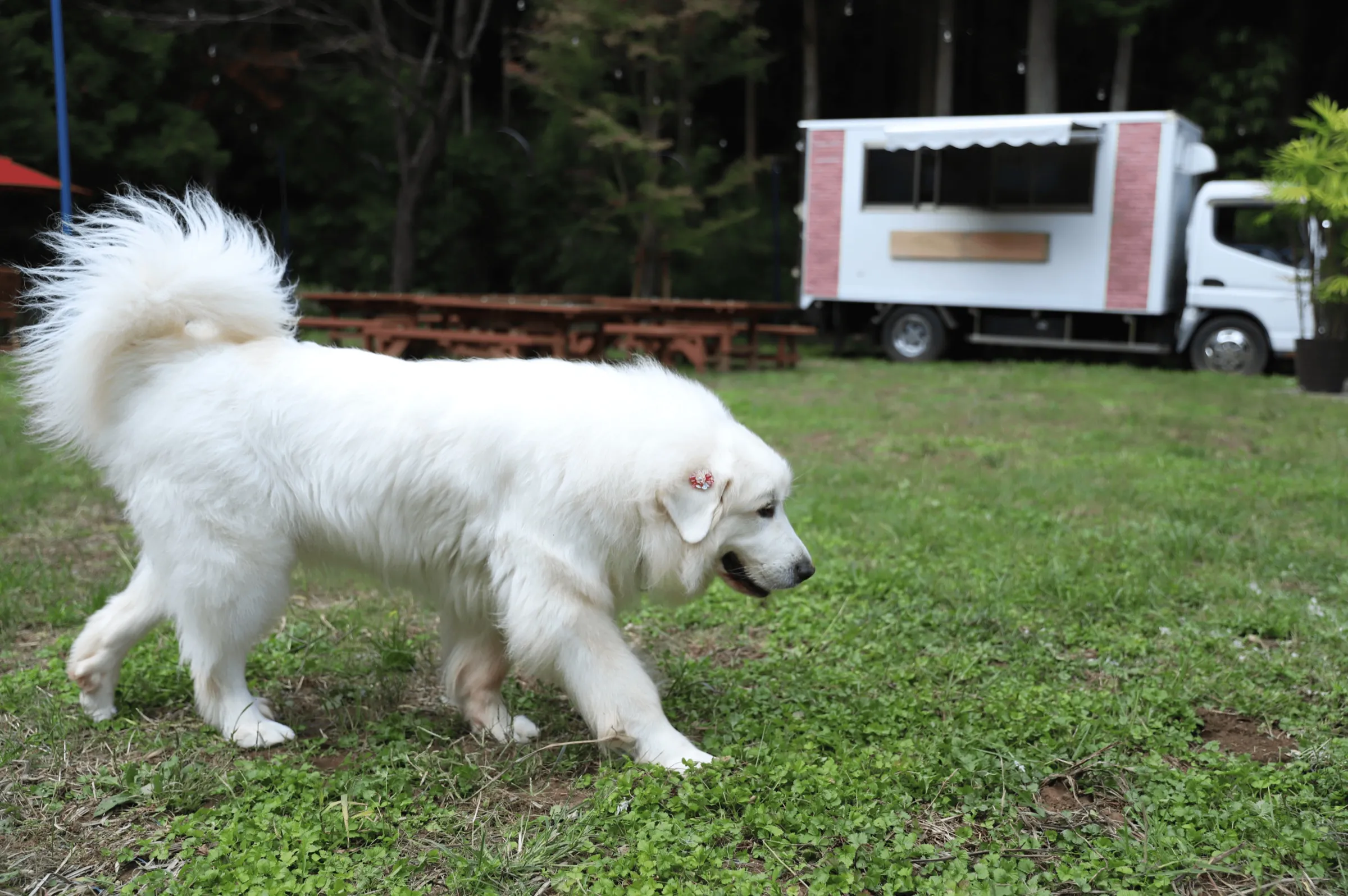 ドッグランで遊ぶワンちゃん